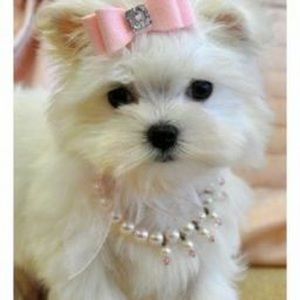 Meet your Posher, Tip